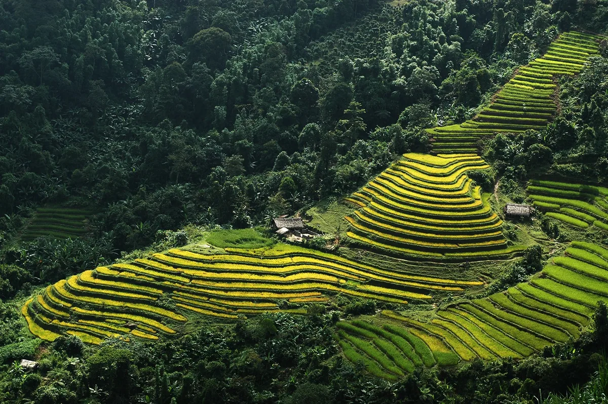 Terraced rice fields ripple across steep hillsides surrounded by dense forest in Hoang Su Phi, Ha Giang.