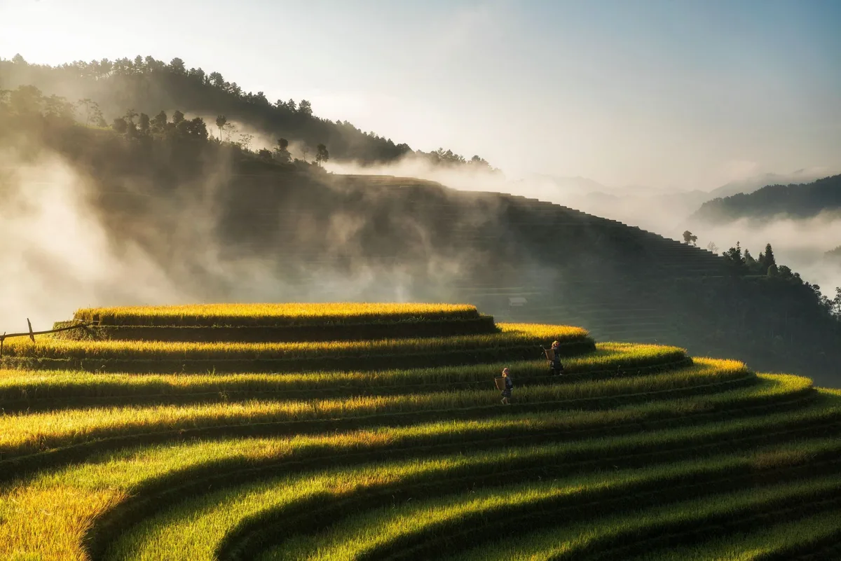 Golden terraced rice fields and morning mist blanket the mountains of Mu Cang Chai at sunrise.