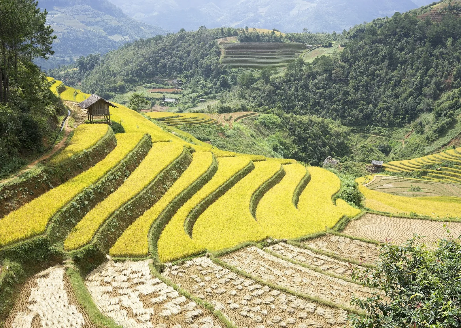 Golden terraced rice fields curve down a mountainside with a small stilt hut near Mu Cang Chai.