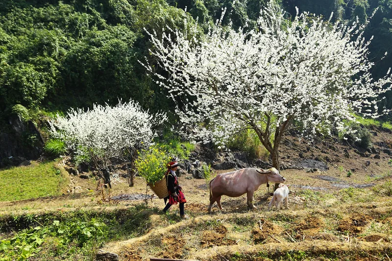 A local woman herds a buffalo and calf past blooming plum trees on the Dong Van karst plateau in Ha Giang.